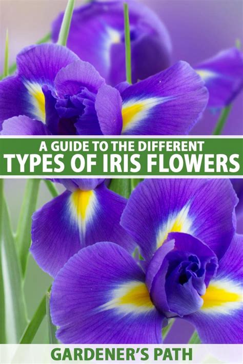 pictures of iris plants|iris flower pictures with names.